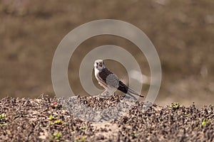 Female American kestrel bird, Falco sparverius